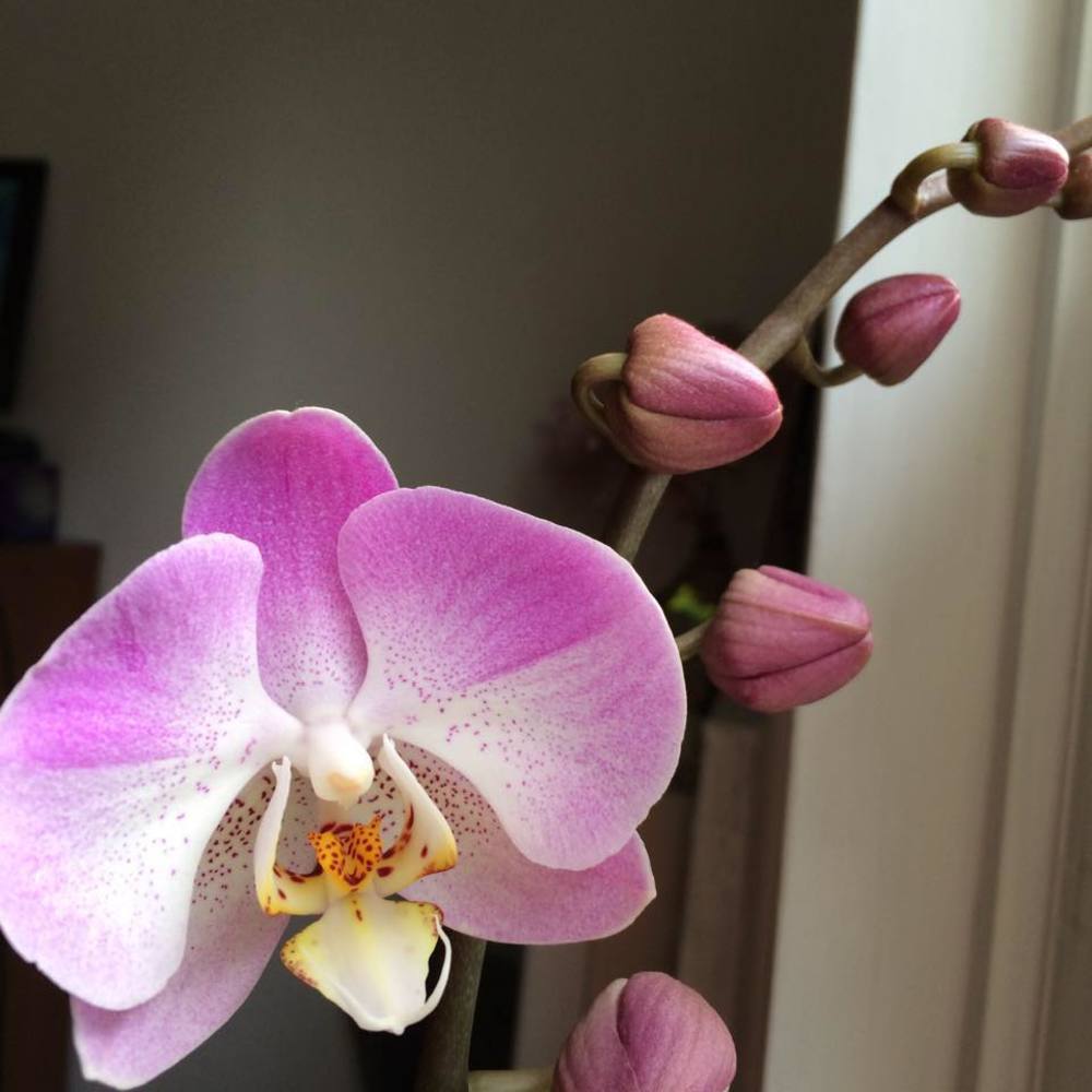 Meet your Posher, Alice